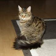 Maine Coon Omahlie