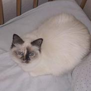 Hellig Birma Svanesøen´s Kyra