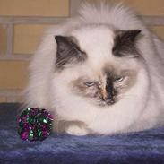 Hellig Birma Svanesøen´s Kyra