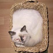 Hellig Birma Svanesøen´s Kyra