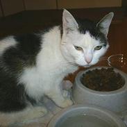Huskat Svend