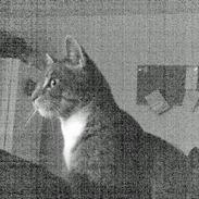 Huskat Mickey(solgt)