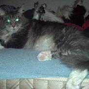 Maine Coon Balou RIP 18/8-08