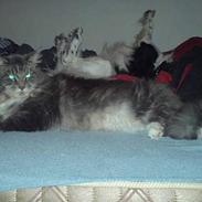 Maine Coon Balou RIP 18/8-08