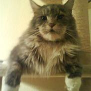 Maine Coon Balou RIP 18/8-08