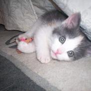 Blanding af racer Freja XD