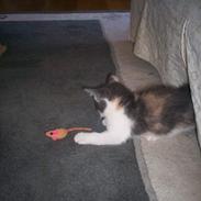 Blanding af racer Freja XD