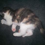 Blanding af racer Freja XD