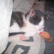 Blanding af racer Freja XD