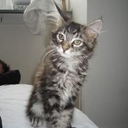 Maine Coon DK Dalibro´s *Sahara* -