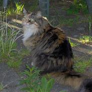 Maine Coon Nuur