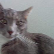 Blanding af racer EmIl