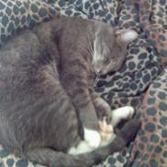 Blanding af racer EmIl