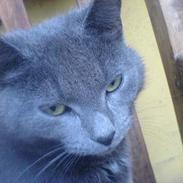 Huskat honi
