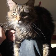 Maine Coon Sille RIP