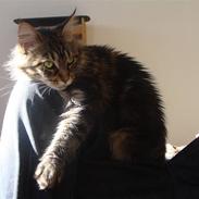 Maine Coon Sille RIP