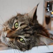 Maine Coon Sille RIP