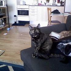 Blanding af racer Pixie