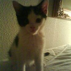 Blanding af racer Ziva