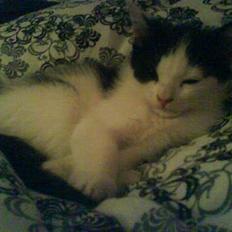 Blanding af racer Ziva