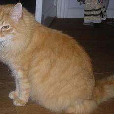 Norsk Skovkat FARAI DØD :/ <3