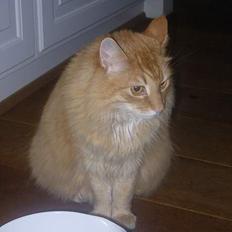 Norsk Skovkat FARAI DØD :/ <3