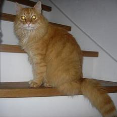 Norsk Skovkat FARAI DØD :/ <3