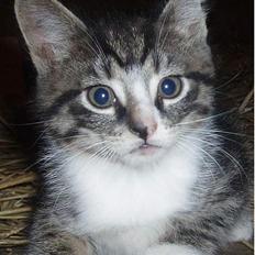 Huskat Cero | Væk :'/