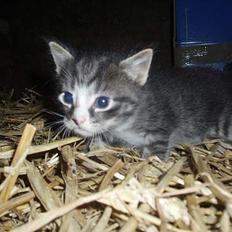 Huskat Cero | Væk :'/