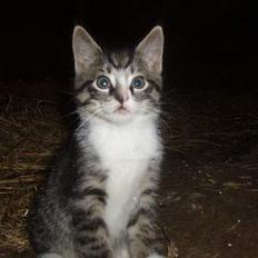 Huskat Cero | Væk :'/