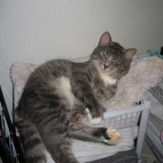 Blanding af racer Kenzo R.I.P.