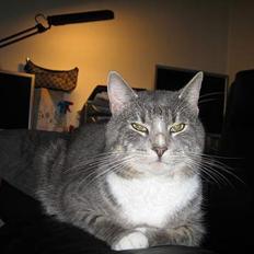 Blanding af racer Kenzo R.I.P.