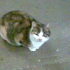 Huskat ¤Lille Mis¤