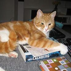 Blanding af racer Splint