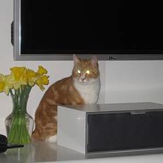 Blanding af racer Splint