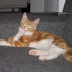 Blanding af racer Splint