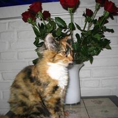 Blanding af racer Chili