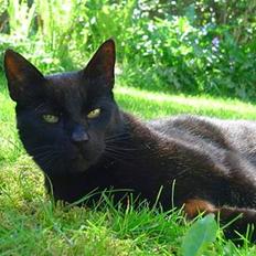 Blanding af racer        Kasper aka. Katten