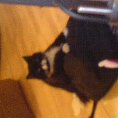 Blanding af racer oliver