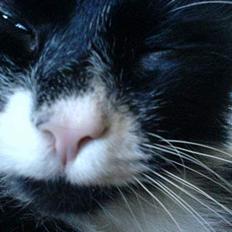 Blanding af racer oliver