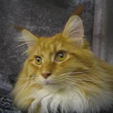 Maine Coon Ferdinand