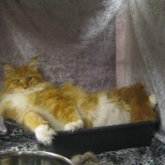 Maine Coon Ferdinand