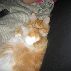 Maine Coon Ferdinand