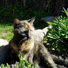 Huskat Bonnie *Tortie* R.I.P