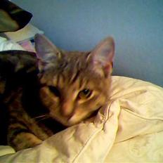 Blanding af racer Vodka