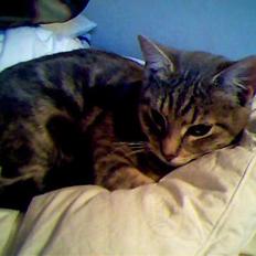 Blanding af racer Vodka