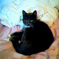 Blanding af racer Smirnoff