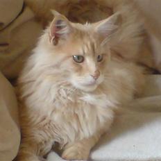 Maine Coon Mountaineer`s vanilla Ice