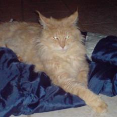 Maine Coon Mountaineer`s vanilla Ice