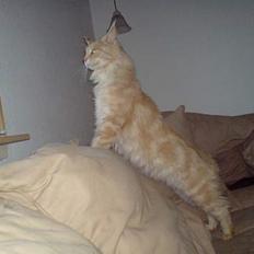 Maine Coon Mountaineer`s vanilla Ice